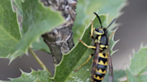 Timing is everything when controlling invasive paper wasps