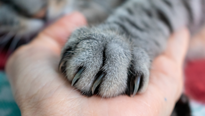 Puppy and Kitten Runts Named 'Possum & Kangaroo' Instantly Become Inseparable