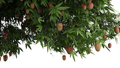 Spice of Life: Sweet lesson in sharing from our mango tree