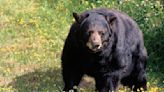 Bear shot dead after attacking 15-year-old in Arizona cabin: "Not many kids can say they got in a fight with a bear"