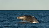 "Ultra rare" pod of endangered sperm whales spotted in California