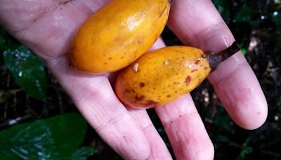 Abuta, la planta medicinal de la Amazonía peruana que combate la diabetes