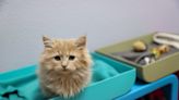 Oregon Humane Society won't accept stray cats from Marion County. Here's why