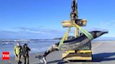 Possibly world’s rarest whale washes ashore in New Zealand, Offering unprecedented research opportunity - Times of India