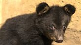 Group yanks bear cubs from tree for photos, NC video shows. Why won’t they be charged?