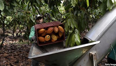 Latin America’s farmers are cashing in on hot hot cocoa prices