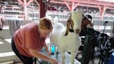 Livestock auction at Wayne County Fair raises scholarship funds for 4-H, FFA members