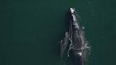 This is how renewables — even offshore wind — can help save whales | Opinion