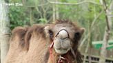 北市動物園雙峰駱駝「煙雨」腎衰竭離世 園方陪伴告別