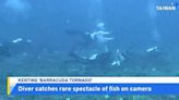 Rare Barracuda Spectacle Caught on Camera by Taiwanese Diver - TaiwanPlus News