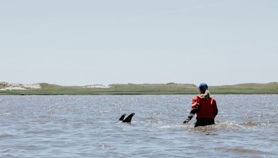 Rescuers work to save 125 dolphins stranded on Cape Cod