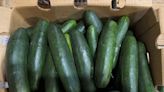 Cucumbers Shipped To 14 States Recalled Due To Possible Salmonella Contamination