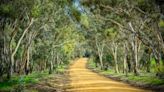 A Woman Survived 5 Days in the Australian Bush With Just a Bottle of Wine to Drink