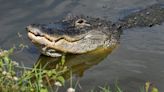 Alligator bites off leg of 72-year-old man in Florida RV resort, officials say