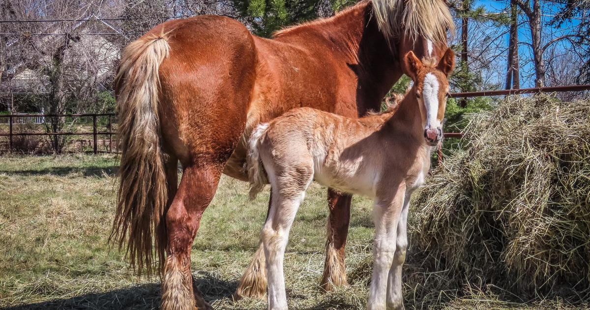 Search continues for missing foal "Shindig" in Boulder County, Colorado