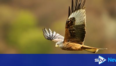 Estate faces licence restrictions after probe into crimes against birds