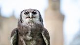 He’s a hoot: Owl retiring after three decades at Warwick Castle