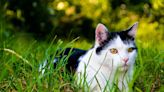 Cat’s Reaction To Getting Caught Chewing On Mom’s Plant Is LOL Funny