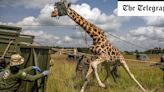 Pictured: Vets blindfold giraffes ahead of delicate relocation mission