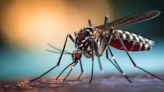 Descienden los contagios de dengue en Argentina: ya son 314 los fallecidos y se registran 464.249 casos