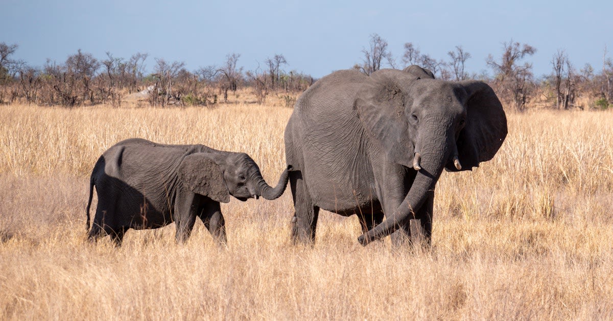 Elephants Give Each Other Unique Names. It Gets Weirder