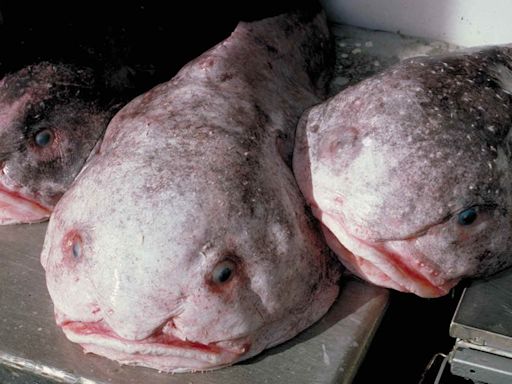 Is the Blobfish Unjustly Cast as the World's Ugliest Animal?