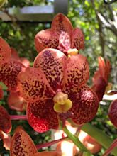 Blood Orchid Plant | Orchid Flowers