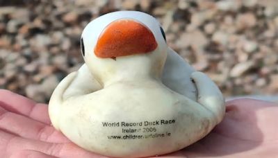 Rubber Duck Released In Ireland Found 644 Km Away After 18 Years