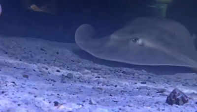 Was Charlotte The Stingray Ever Pregnant? Marine Biologist Chimes In!