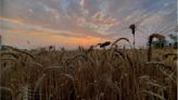 Norway starts stockpiling grain, citing the pandemic, war and climate change | World News - The Indian Express