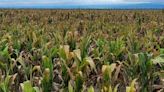 Cuatro claves y las estrategias integrales que implementó Brasil para controlar a la “chicharrita” del maíz
