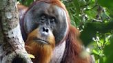 For The First Time Orangutan Recorded Treating Its Wound Just Like A Doctor