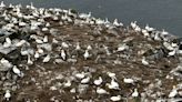 Cape St. Mary's birds were decimated by last year's avian flu, and the reserve fears a repeat in 2023