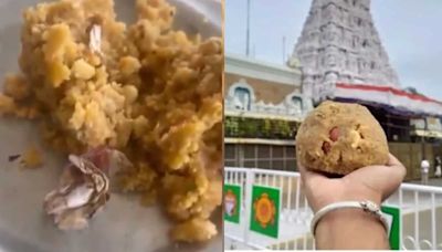 Tirupati prasadam row: Devotee claims tobacco found in laddoo after animal fat - Watch