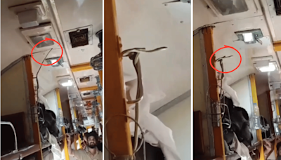 VIDEO: Snake Spotted Spiralled Inside Jabalpur-Mumbai Garib Rath Express; Passengers In Panic