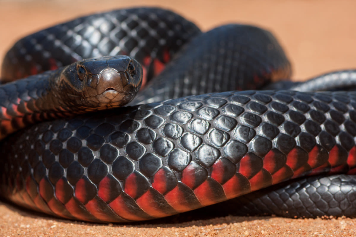 Australian Woman Forced to Share Car with Venomous Snake Since No One Can Remove It