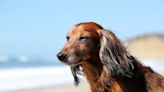 Long-Haired Dachshund Loves Collecting Seashells Just Like a Human Child
