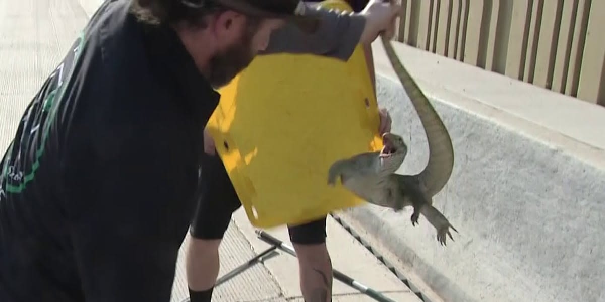 Brave reptile experts wrangle monitor lizard from storm drain on highway