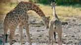 Giraffe sex is even weirder than we thought, and it involves pee