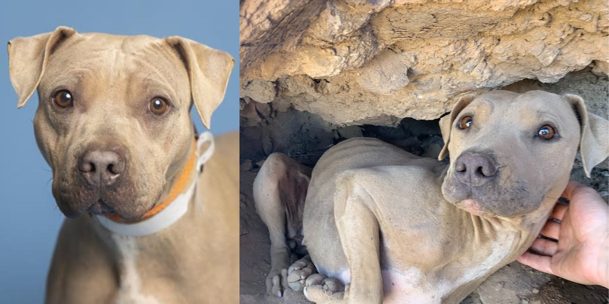 Dog ready for adoption after being rescued from Phoenix mountain due to her ‘bright eyes’