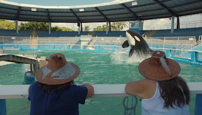 ‘My Octopus Teacher’ Producer Off The Fence Acquires Documentary ‘Resident Orca’