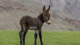 Mini Donkey’s Excitement Over His Evening Walk Is the Definition of Precious