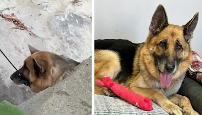 Who zip-tied and abandoned a cancer-stricken dog in Malibu? $25,000 reward offered for info