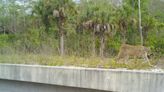 More wildlife crossings will save more live in Florida — both human and animal | Opinion