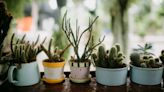 How to grow cactus from cuttings – 4 steps to follow to get more plants for free