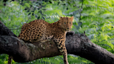 In A First, Wildlife Photographer Captures Leopard With Two Different-Coloured Eyes In Bandipur