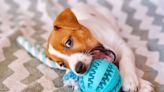 What Your Dog's Favorite Toy Reveals About Its Personality, According to a Vet