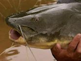 "River Monsters" Killer Catfish