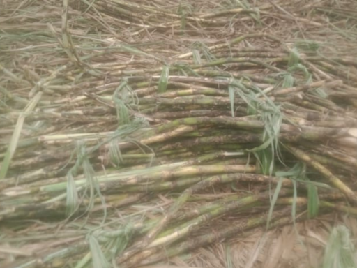 Sugarcane no longer a sweet option for Andhra Pradesh farmers; cultivation area recedes by over 60% in 10 years | Visakhapatnam News - Times of India