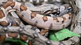 „Ein Wunder“ - Männliche Regenbogenboa bringt auf einmal 14 Schlangenbabys zur Welt